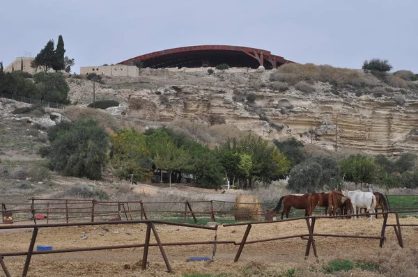 Hermoso Caballo Animales Entorno Natural Granja —  Fotos de Stock