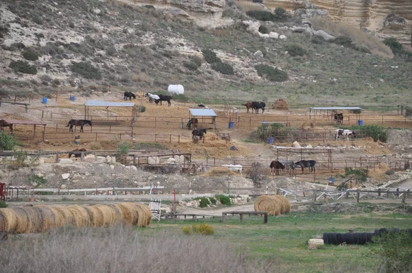 The beautiful Animal Horse in the natural environment (farm)