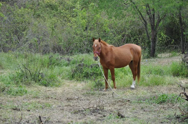 Het Prachtige Dieren Paard Natuurlijke Omgeving Boerderij — Stockfoto