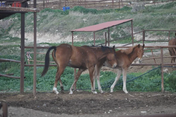 Doğal ortamda güzel Hayvan Atı (çiftlik)