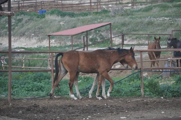 Doğal ortamda güzel Hayvan Atı (çiftlik)