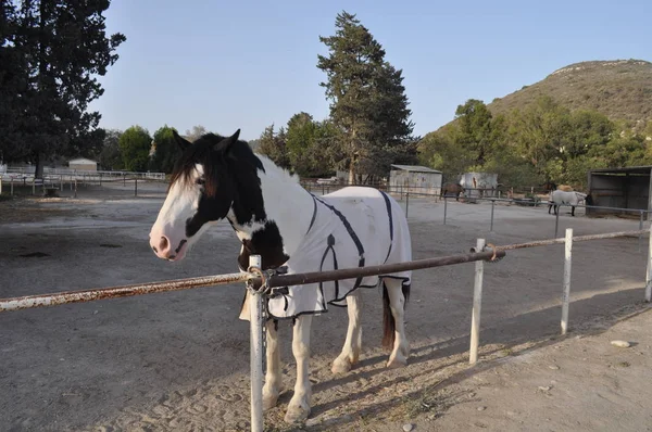 Hermoso Caballo Animales Entorno Natural Granja — Foto de Stock