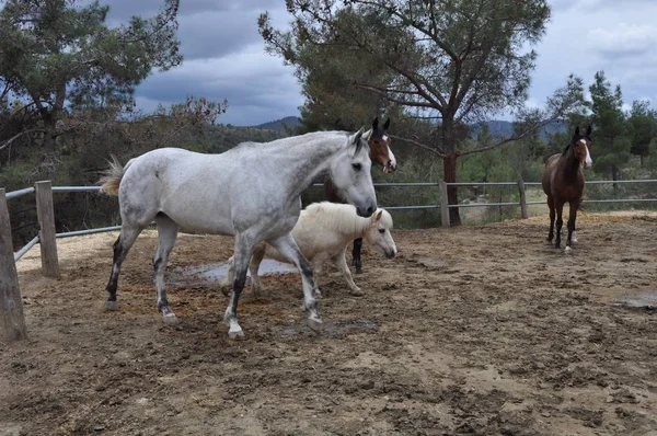 Doğal ortamda güzel Hayvan Atı (çiftlik)