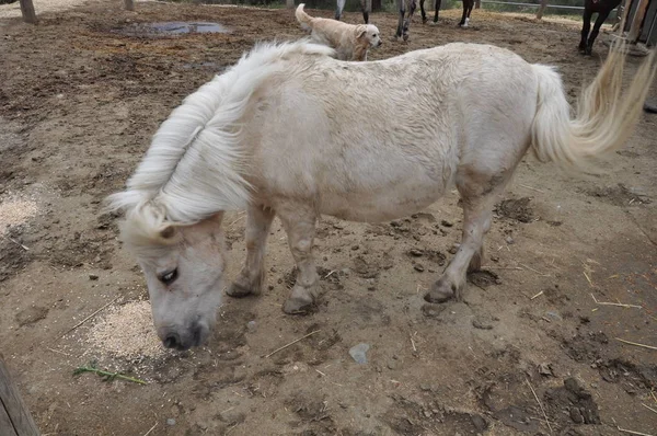 The beautiful Animal Horse in the natural environment (farm)