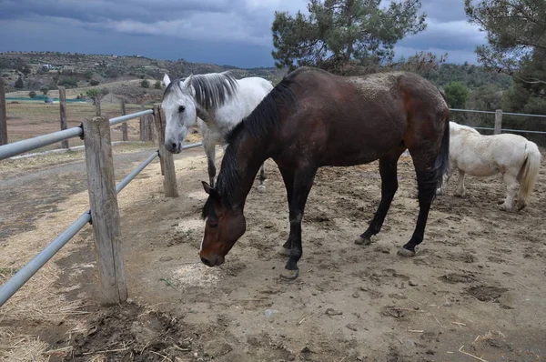 Doğal ortamda güzel Hayvan Atı (çiftlik)