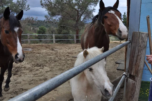 The beautiful Animal Horse in the natural environment (farm)