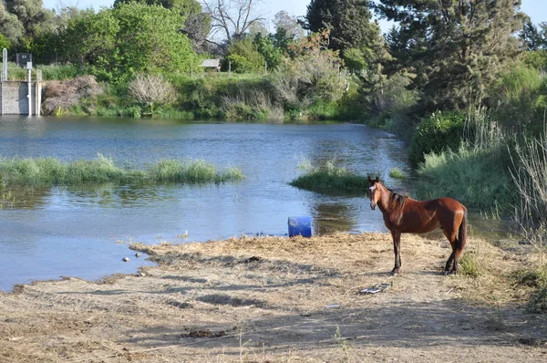 The beautiful Animal Horse in the natural environment (farm)