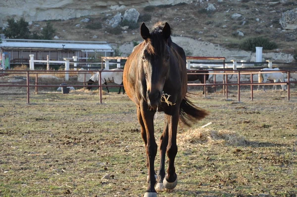 Hermoso Caballo Animales Entorno Natural Granja — Foto de Stock