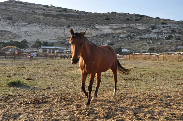 Красивая Анимальная Лошадь Природной Среде Ферма — стоковое фото
