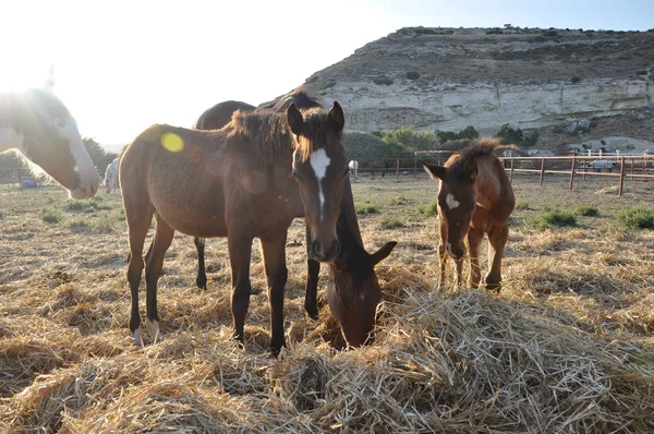 The beautiful Animal Horse in the natural environment (farm)