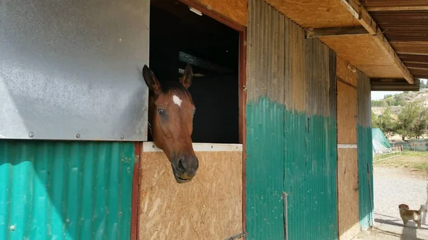 Het Prachtige Dieren Paard Natuurlijke Omgeving Boerderij — Stockfoto