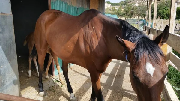 The beautiful Animal Horse in the natural environment (farm)