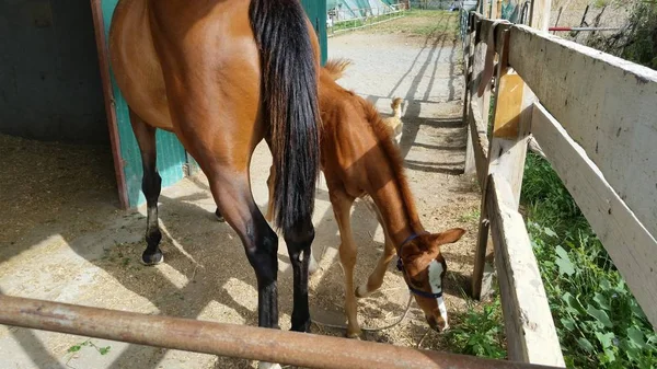 Hermoso Caballo Animales Entorno Natural Granja — Foto de Stock