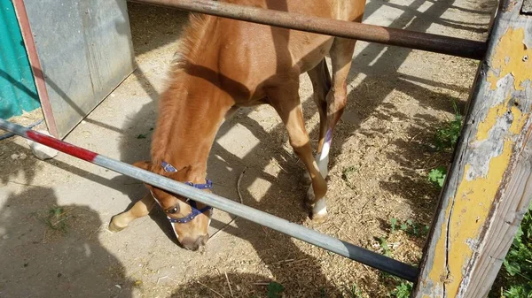 Hermoso Caballo Animales Entorno Natural Granja — Foto de Stock