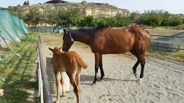 The beautiful Animal Horse in the natural environment (farm)