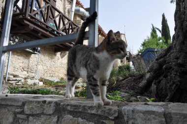 Doğal ortamda güzel Hayvan Kedi