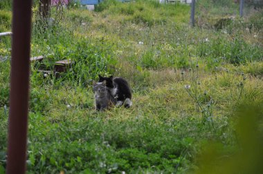 Doğal ortamda güzel Hayvan Kedi