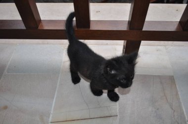 Doğal ortamda güzel Hayvan Kedi