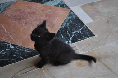 Doğal ortamda güzel Hayvan Kedi