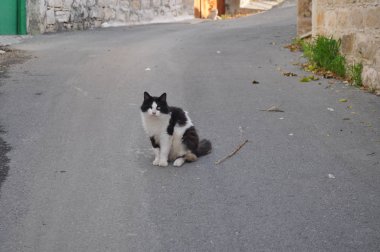 Doğal ortamda güzel Hayvan Kedi