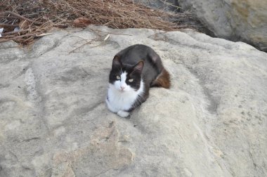 Doğal ortamda güzel Hayvan Kedi