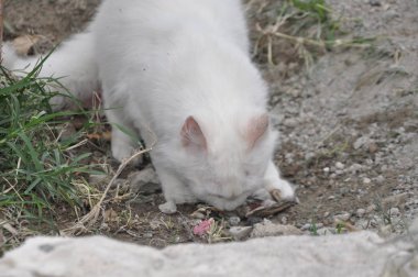Doğal ortamda güzel Hayvan Kedi
