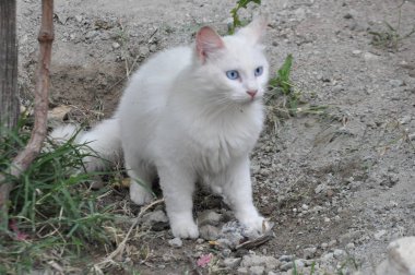 Doğal ortamda güzel Hayvan Kedi