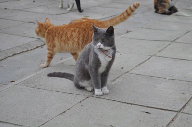 Doğal ortamda güzel Hayvan Kedi