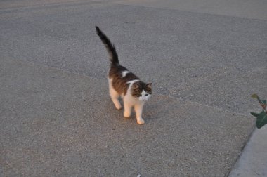 Doğal ortamda güzel Hayvan Kedi