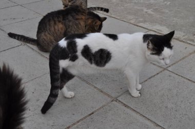 Doğal ortamda güzel Hayvan Kedi