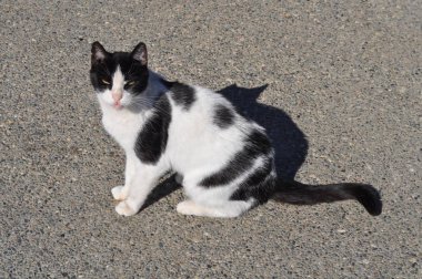 Doğal ortamda güzel Hayvan Kedi