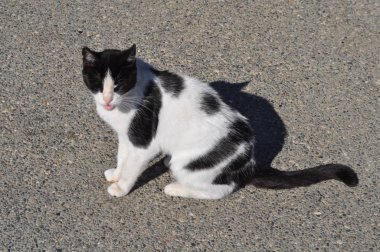 Doğal ortamda güzel Hayvan Kedi