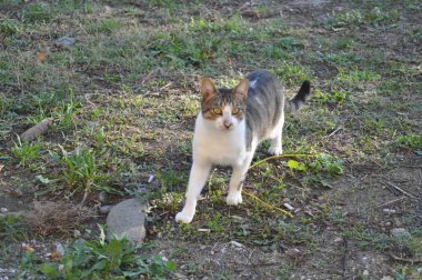 Doğal ortamda güzel Hayvan Kedi