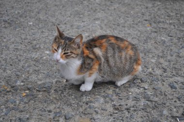Doğal ortamda güzel Hayvan Kedi
