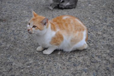 Doğal ortamda güzel Hayvan Kedi