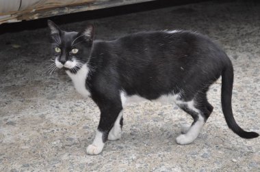 Doğal ortamda güzel Hayvan Kedi