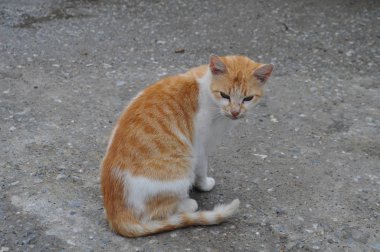 Doğal ortamda güzel Hayvan Kedi