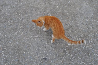Doğal ortamda güzel Hayvan Kedi