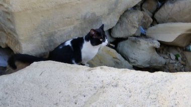 Doğal ortamda güzel Hayvan Kedi