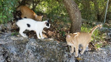 Doğal ortamda güzel Hayvan Kedi