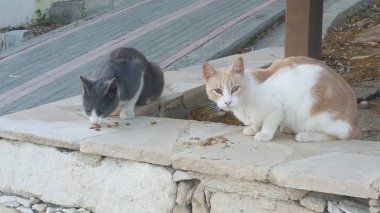 Doğal ortamda güzel Hayvan Kedi