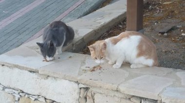 Doğal ortamda güzel Hayvan Kedi