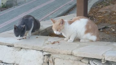Doğal ortamda güzel Hayvan Kedi