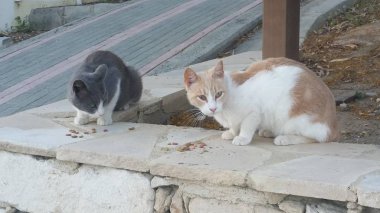 Doğal ortamda güzel Hayvan Kedi