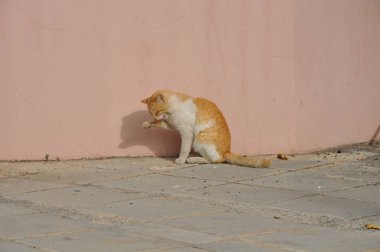 Doğal ortamda güzel Hayvan Kedi
