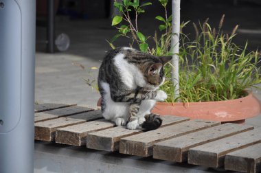 Doğal ortamda güzel Hayvan Kedi