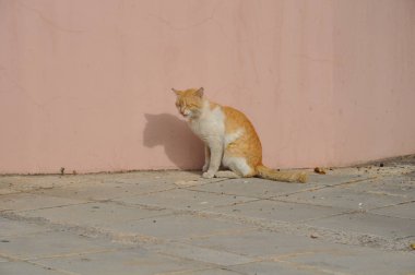 Doğal ortamda güzel Hayvan Kedi