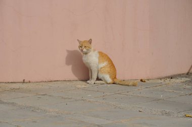 Doğal ortamda güzel Hayvan Kedi