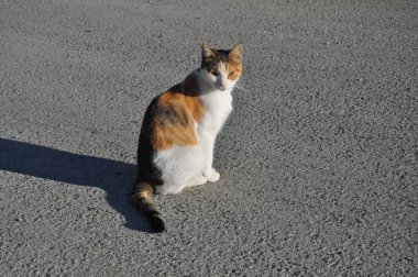 Doğal ortamda güzel Hayvan Kedi