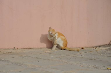 Doğal ortamda güzel Hayvan Kedi